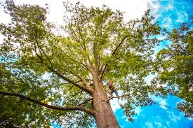 Stanley, VA Tree Removal Company