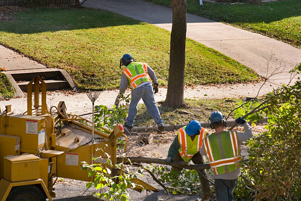 How Our Tree Care Process Works  in  Stanley, VA