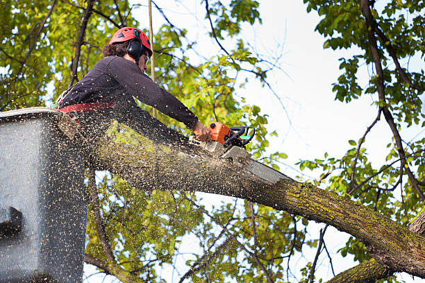 Best Tree Mulching  in Stanley, VA